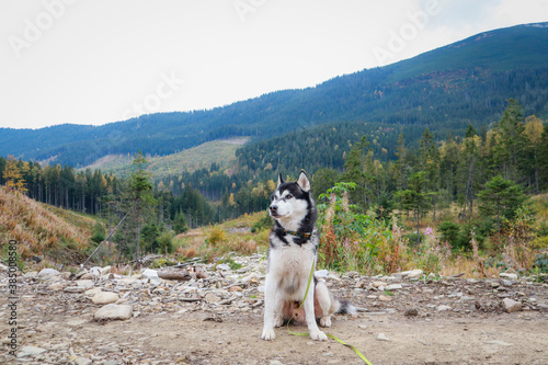 The dog travels in the mountains. Siberian Husky. Ukrainian Carpathian Mountains. © Yaroslav
