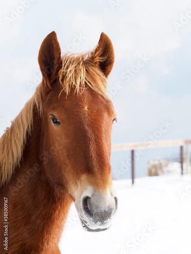 Horse In The Snow © Nigel Baker