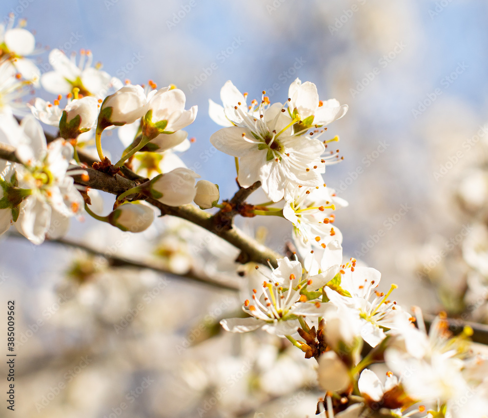 Fototapeta premium Spring