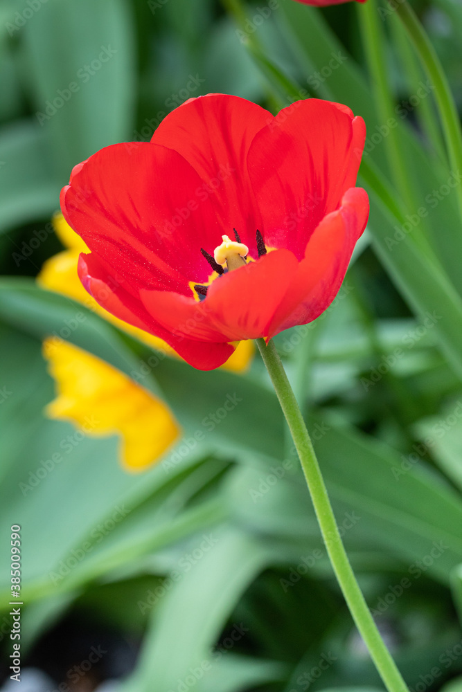 Naklejka premium Tulpen