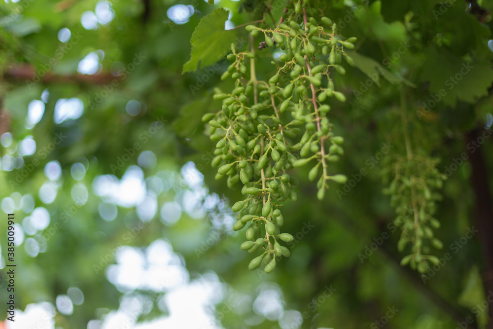 green background, grape leaf with young grapes on a sunny day green background, grape leaf with young grapes on a sunny day