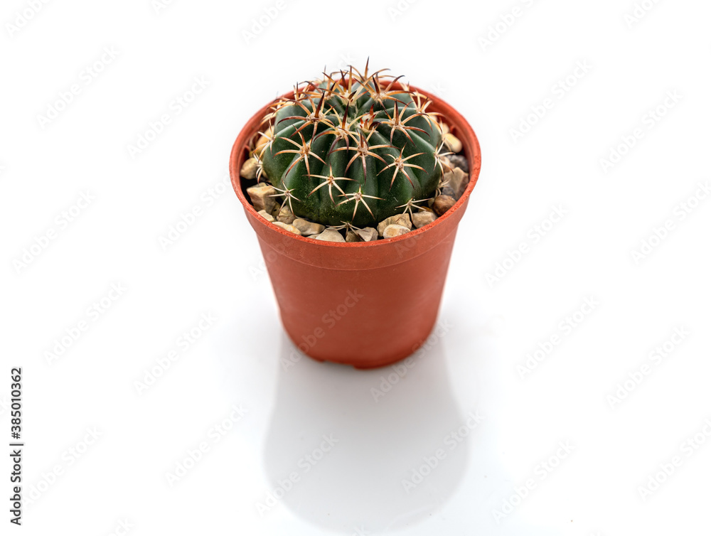 cactus isolated on white background cactus isolated on white background