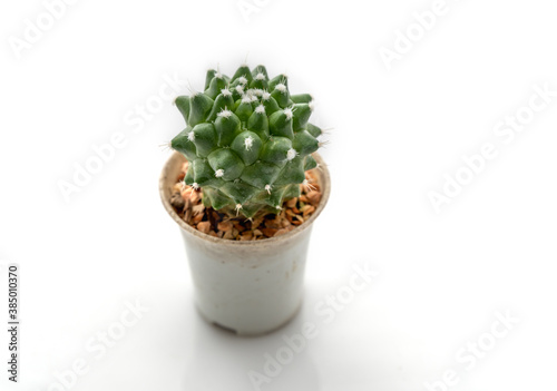 cactus isolated on white background