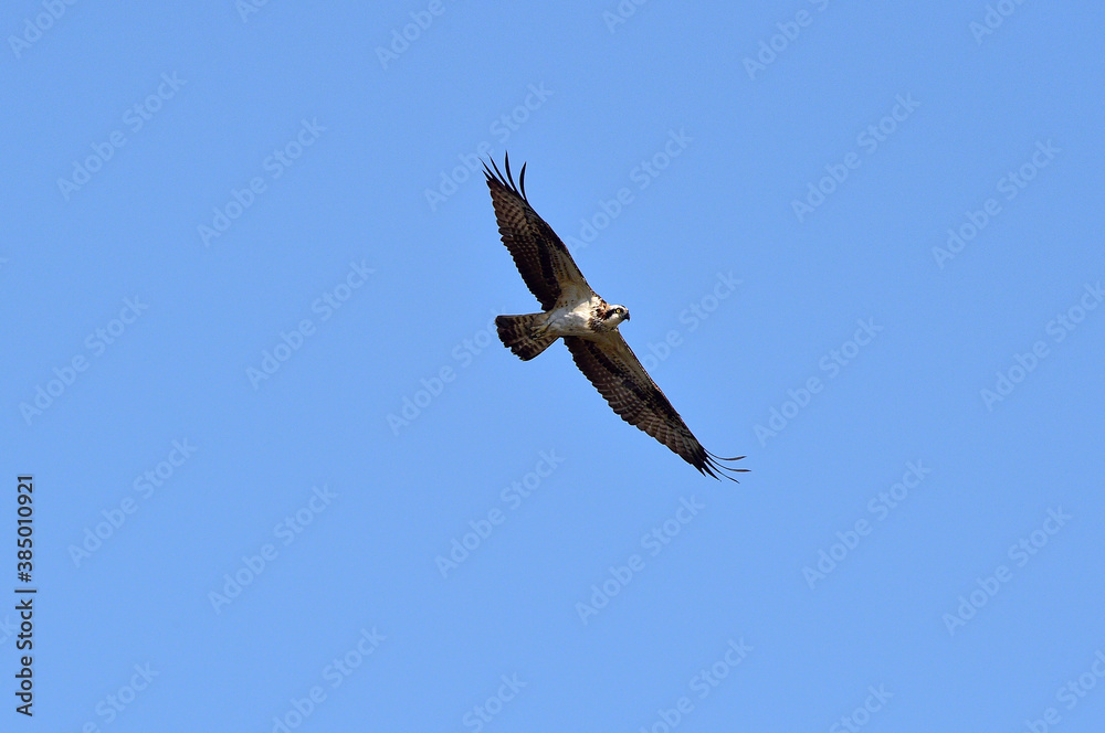 An Osprey Filmed at Hyeongsan-gang River in Pohang-si, South Korea. An Osprey Filmed at Hyeongsan-gang River in Pohang-si, South Korea.