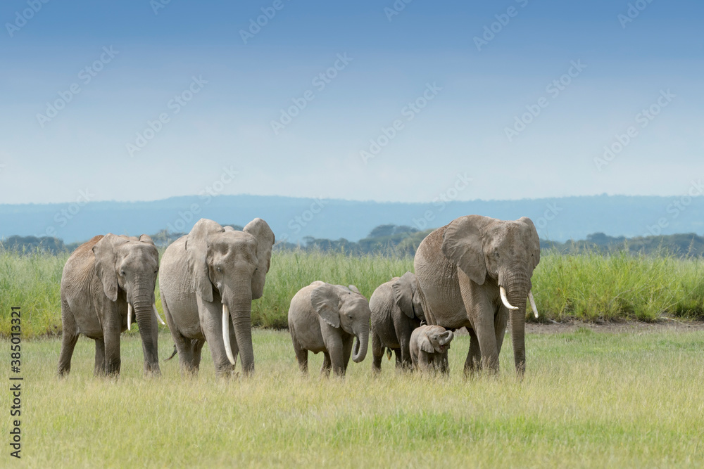 African elephant (Loxodonta africana)family walking on savanna, towards camera, Amboseli national park, Kenya.
