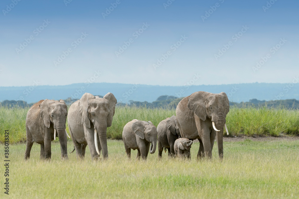 Fototapeta premium African elephant (Loxodonta africana)family walking on savanna, towards camera, Amboseli national park, Kenya.