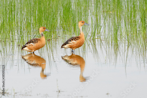 Fulvous (Whistling) duck (Dendrocygna bicolor) pair standing in water with reflection, Amboseli national park, Kenya. photo