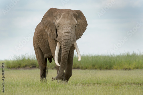 African elephant (Loxodonta africana) bull walking on savanna, looking at camera, Amboseli national park, Kenya.