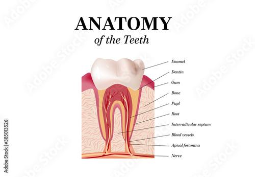 Tooth Anatomy vector Dental Infographics. Realistic White Tooth Mockup. Oral Care health Concept. Medical banner or poster Vector illustration
