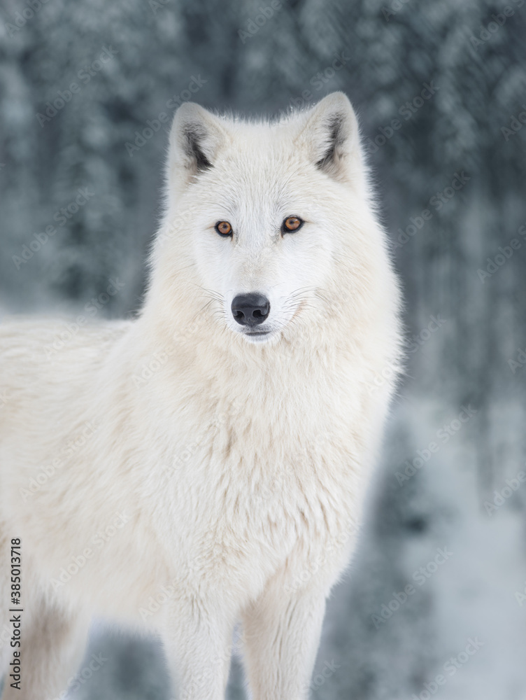 White polar wolf on the background of a snowy forest. White polar wolf on the background of a snowy forest.