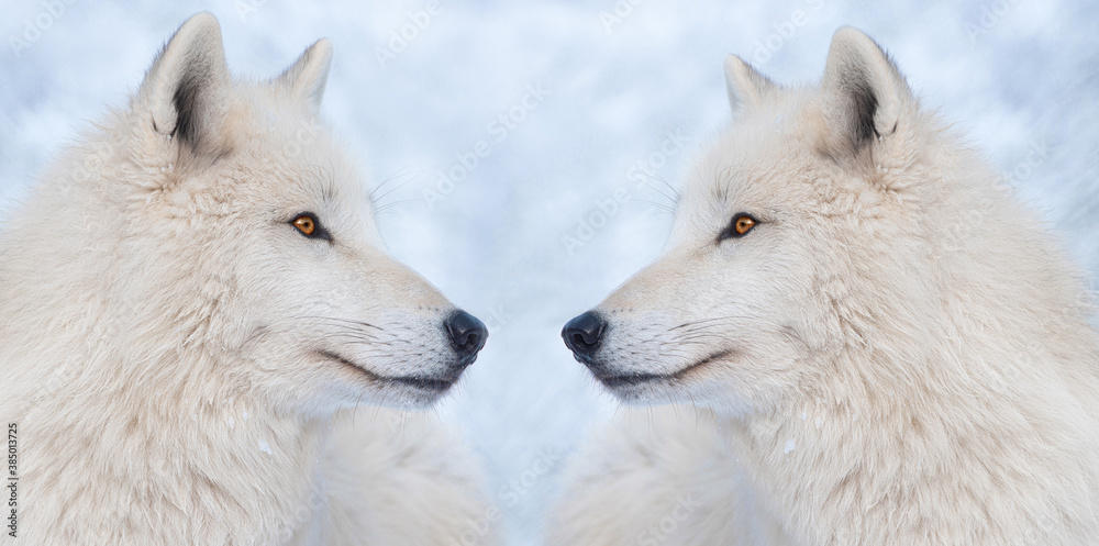 Two wolves on the background of a snowy forest in winter.