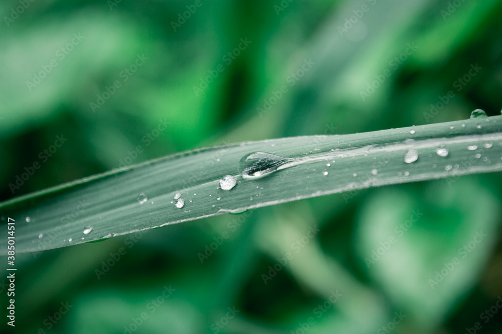 Obraz premium Raindrops on leaf. Rain drop on Leaves. Extreme Close up of rain water dew droplets on blade of grass. Sunlight reflection. Winter rainy season. Beauty in nature abstract background. Macro photography