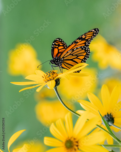 Monarch butterfly perched on a flower in Randall's Island, New York City in October 2020 during Monarch migration © Amy