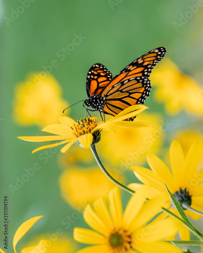 Monarch butterfly perched on a flower in Randall's Island, New York City in October 2020 during Monarch migration photo