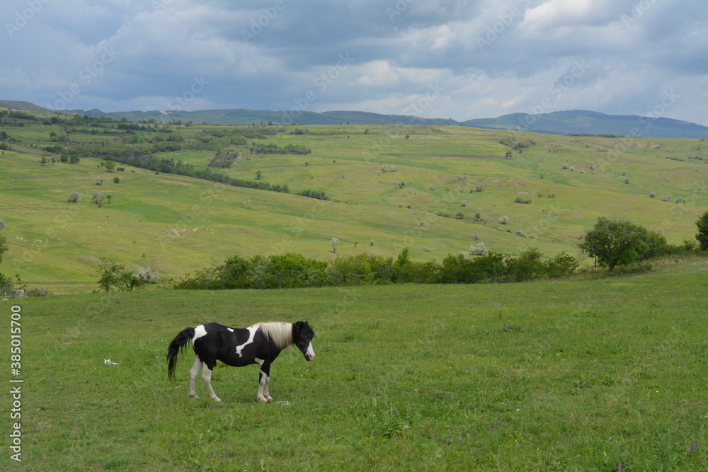 horse in the field horse in the field