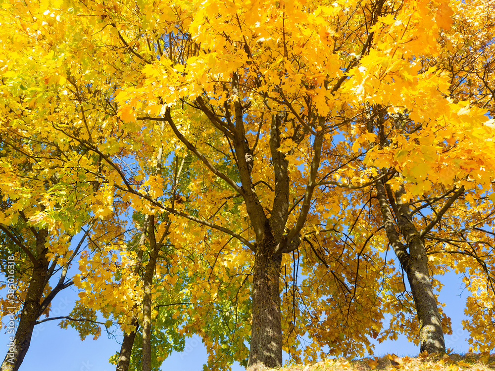 Sunny autumn with yellow trees in Lithuania Sunny autumn with yellow trees in Lithuania