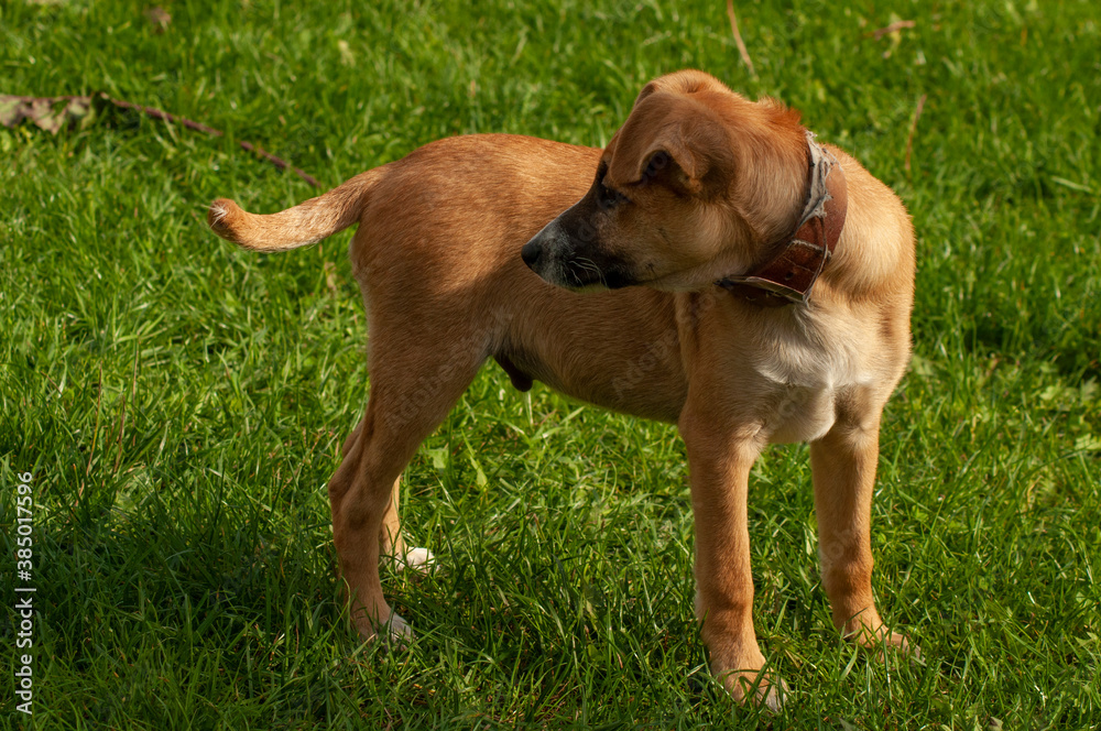 a little curious ginger puppy in an old collar lies on a pile of gravel a little curious ginger puppy in an old collar lies on a pile of gravel