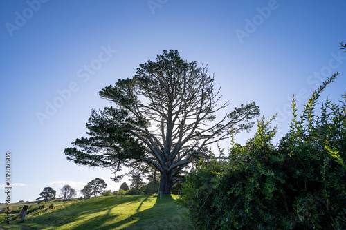 Big tree in rural farm