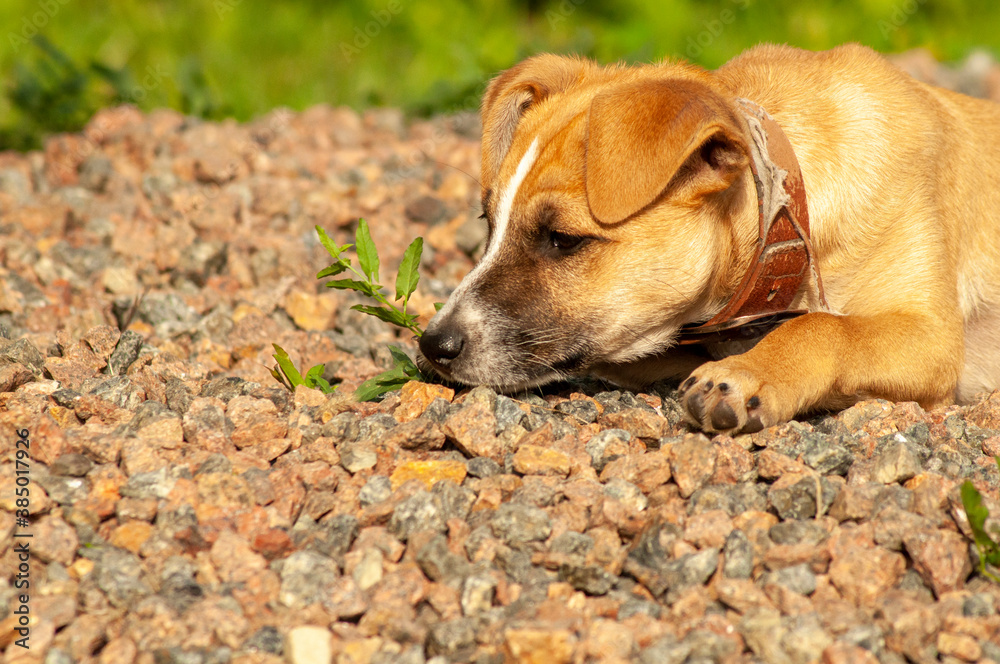 a little curious ginger puppy in an old collar lies on a pile of gravel a little curious ginger puppy in an old collar lies on a pile of gravel