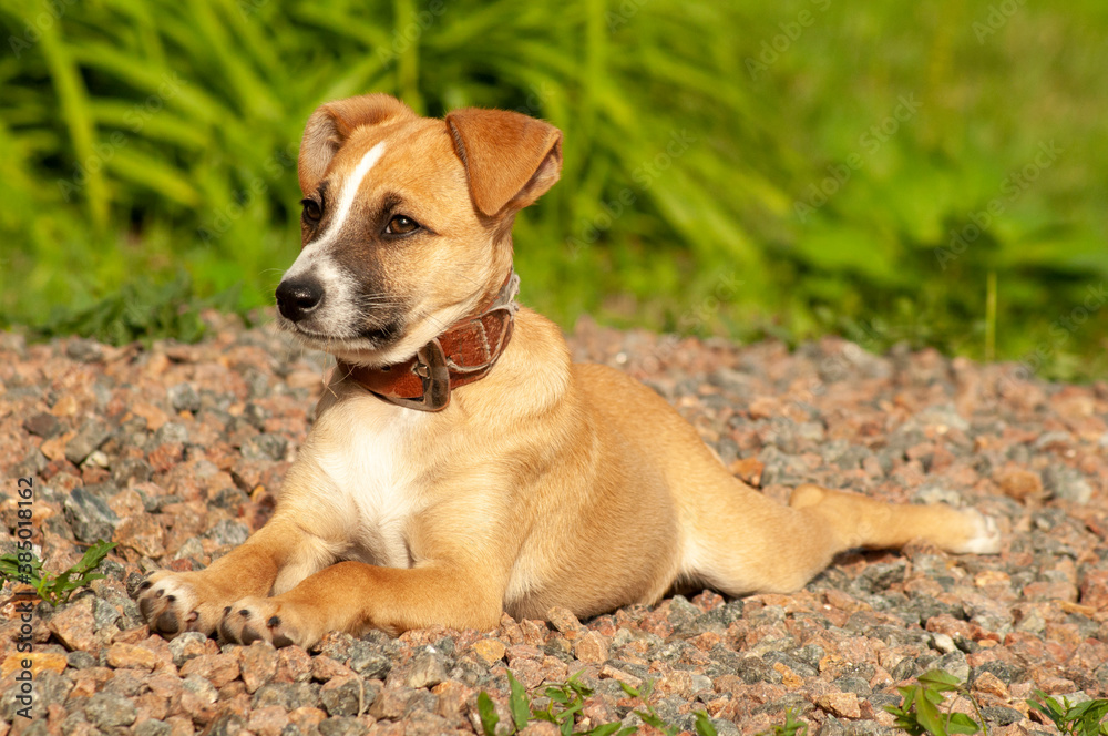a little curious ginger puppy in an old collar lies on a pile of gravel a little curious ginger puppy in an old collar lies on a pile of gravel