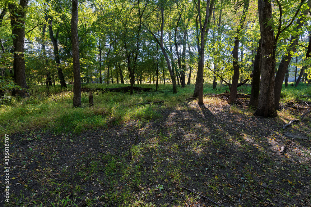 woodlands and forest floor at fort snelling park