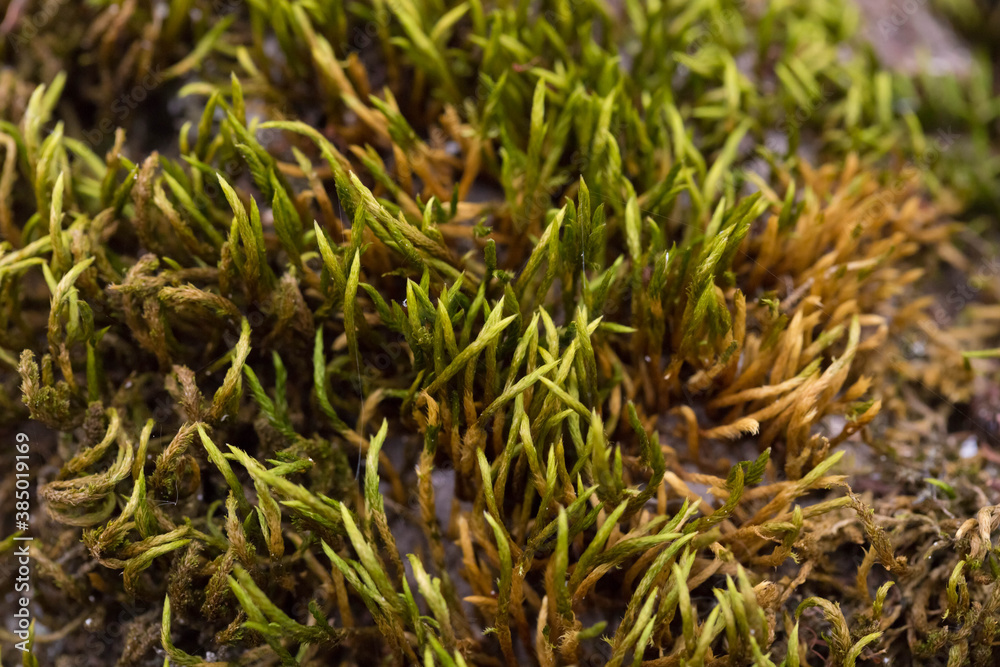 Moss in the forest on a tree close up Moss in the forest on a tree close up