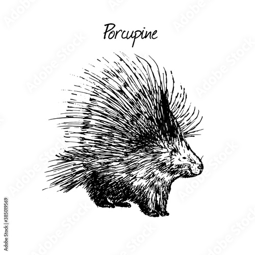 Porcupine sketch hand drawn illustration. North America wild animal. Ink dawing isolated on white background.