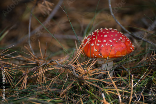 mushroom A red toadstool grows in the autumn forest