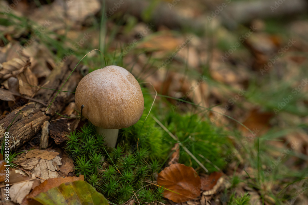 Small brown mushroom grow from moss in the forest with a blurred background Small brown mushroom grow from moss in the forest with a blurred background