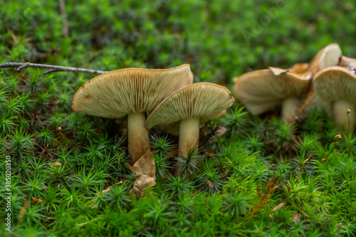 Small brown mushroom grow from moss in the forest with a blurred background