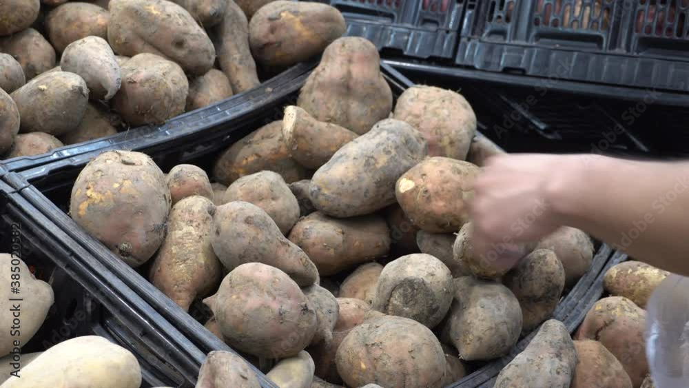 close-up of a man choosing sweet potatoes in the supermarket close-up of a man choosing sweet potatoes in the supermarket