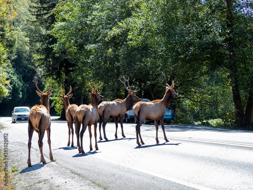 Adult bull Roosevelt elks (Cervus canadensis roosevelti), in rut near Highway 101, California photo