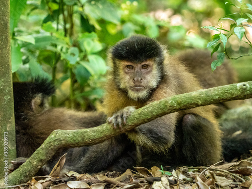 An adult black capuchin monkey (Sapajus nigritus), near the trail at Iguacu Falls, Misiones Province, Argentina