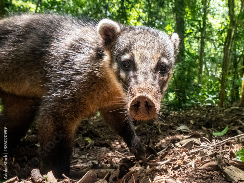 Curious adult South American coati (Nasua nasua), near the trail at Iguacu Falls, Misiones Province, Argentina