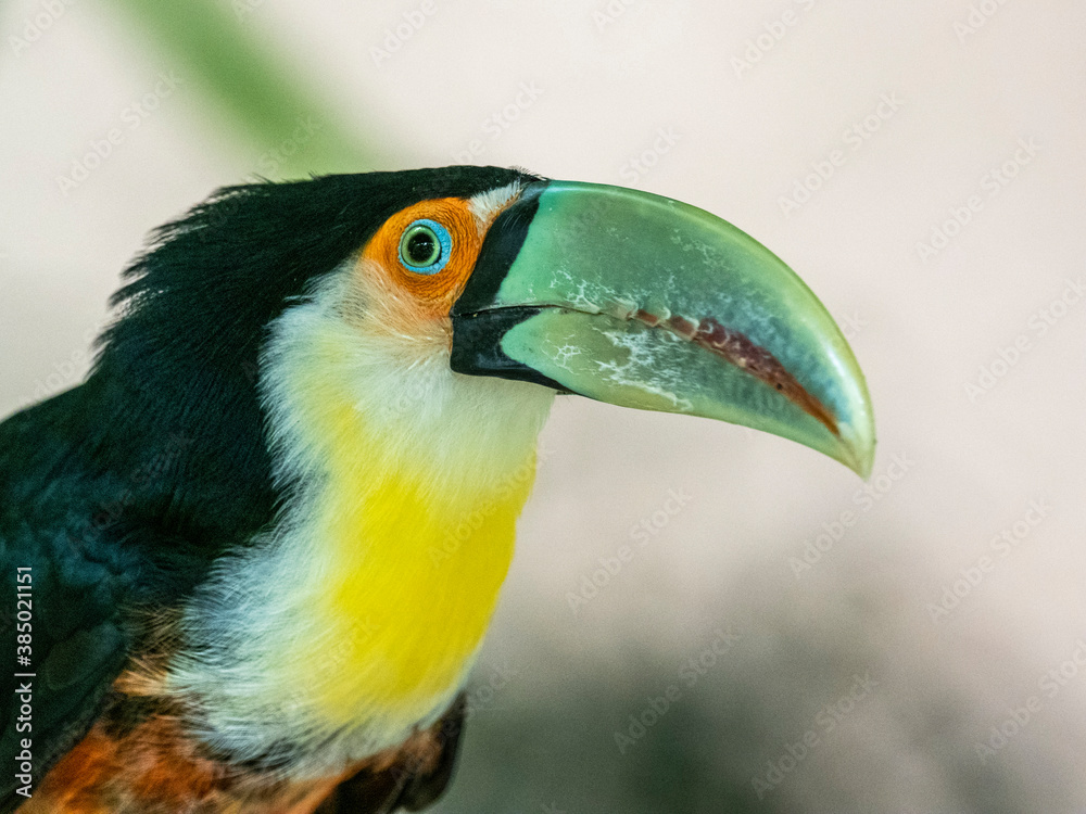 Captive red-breasted toucan (Ramphastos dicolorus), Parque das Aves, Foz do Iguacu, Parana State, Brazil