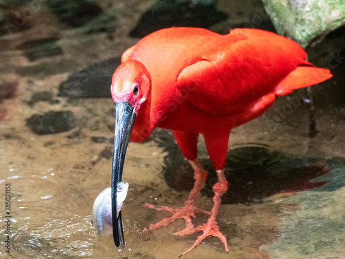 Captive scarlet ibis (Eudocimus ruber) with fish, Parque das Aves, Foz do Iguacu, Parana State, Brazil