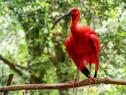 Captive scarlet ibis (Eudocimus ruber), Parque das Aves, Foz do Iguacu, Parana State, Brazil photo