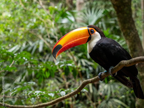 Captive toco toucan (Ramphastos toco), Parque das Aves, Foz do Iguacu, Parana State, Brazil photo