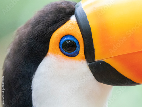 Captive toco toucan (Ramphastos toco), Parque das Aves, Foz do Iguacu, Parana State, Brazil photo