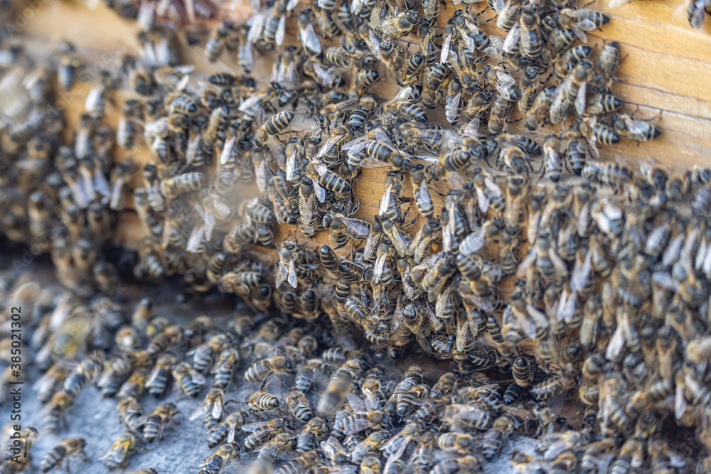 Close up of huge crowd of honey bees flying into beehive apiary Working bees collecting yellow pollen Close up of huge crowd of honey bees flying into beehive apiary Working bees collecting yellow pollen