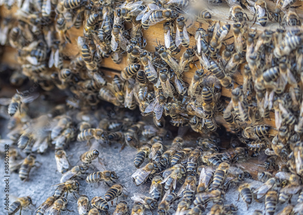 Close up of huge crowd of honey bees flying into beehive apiary Working bees collecting yellow pollen Close up of huge crowd of honey bees flying into beehive apiary Working bees collecting yellow pollen