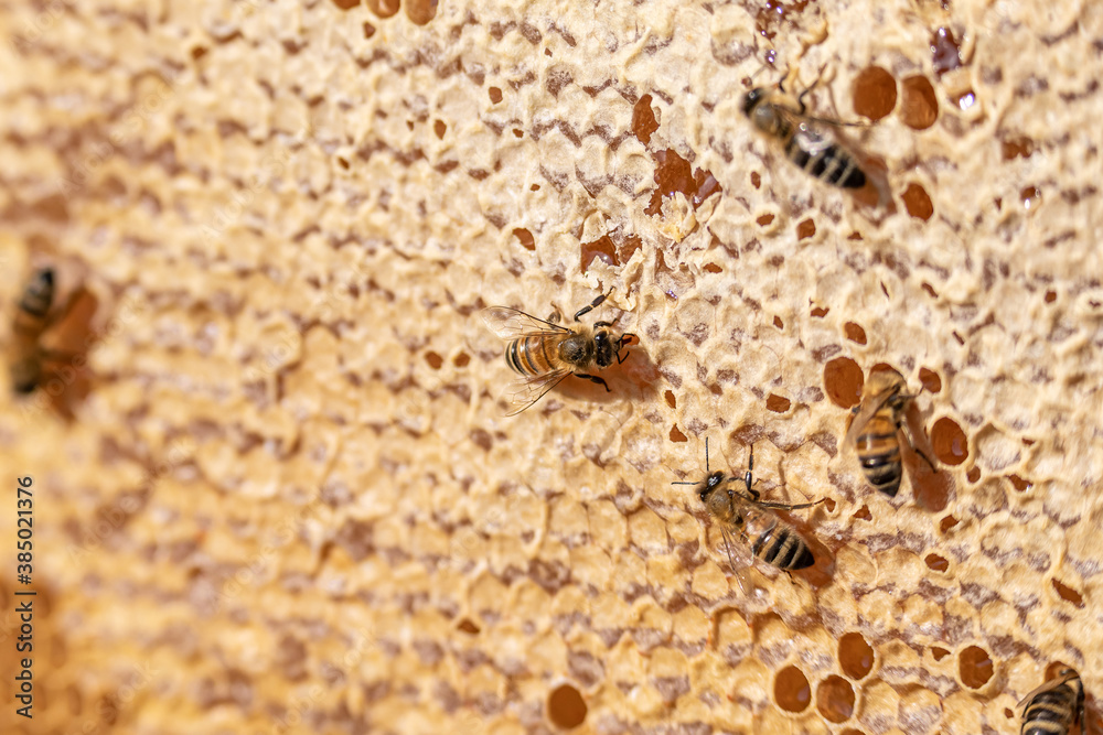 closeup of bees on honeyframe closed with wax in apiary beehive selective focus closeup of bees on honeyframe closed with wax in apiary beehive selective focus
