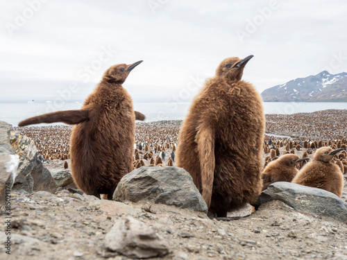 King penguin (Aptenodytes patagonicus) chicks called Okum Boys at Gold Harbor, South Georgia photo