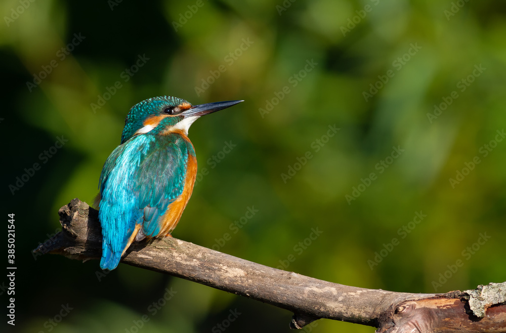 Сommon kingfisher, Alcedo atthis. On a sunny morning, a bird sits by the river on an old branch Сommon kingfisher, Alcedo atthis. On a sunny morning, a bird sits by the river on an old branch
