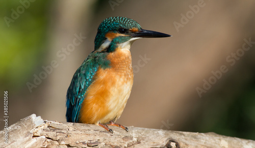 Сommon kingfisher, Alcedo atthis. Sunny day, a young bird sitting by the river on a beautiful branch, peering into the water, waiting for a fish.