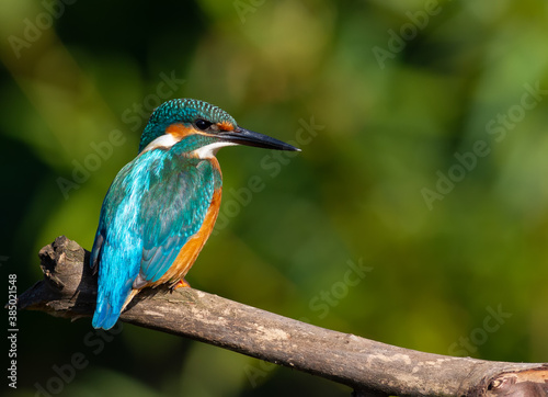 Сommon kingfisher, Alcedo atthis. On a sunny morning, a bird sits by the river on an old branch