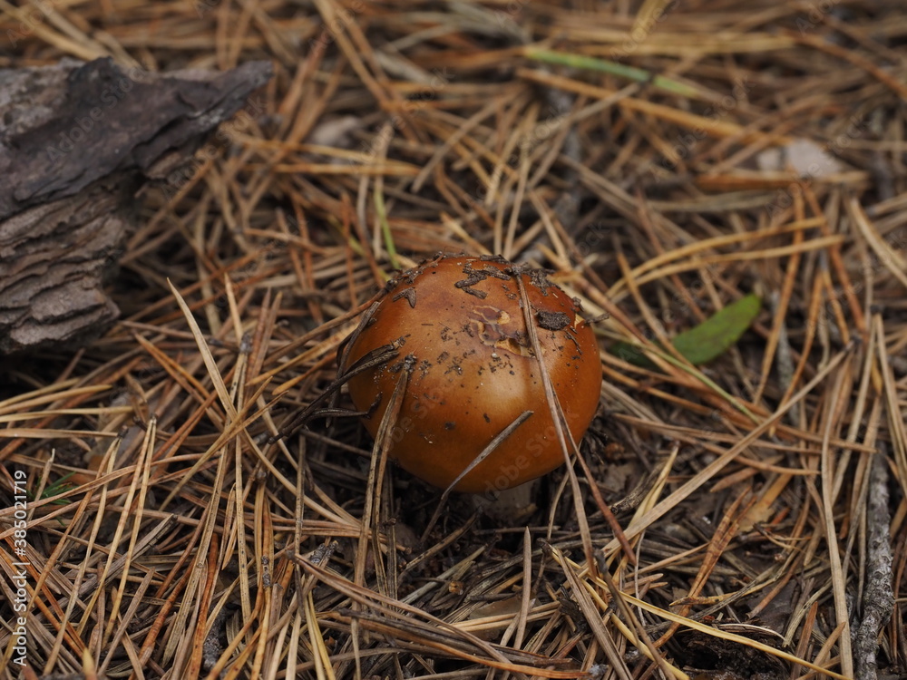 yellow mushroom in the forest yellow mushroom in the forest