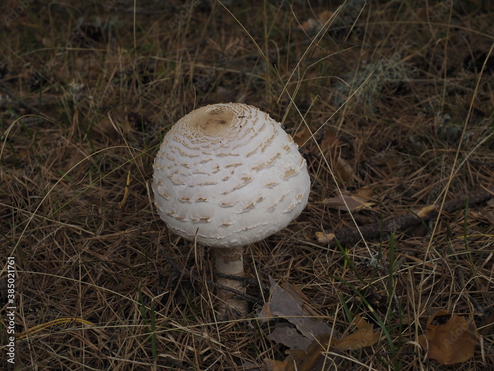 portrait of a white mushroom on the forest portrait of a white mushroom on the forest