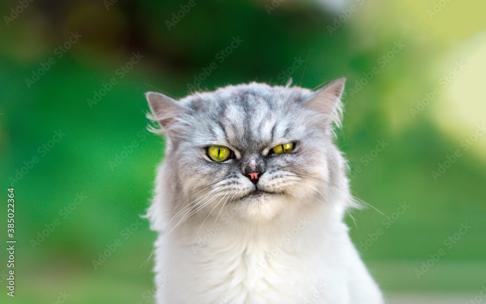 Portrait of playful groomed persian chinchilla cranky cat with beautiful green eyes looking directly at the camera. Close up.