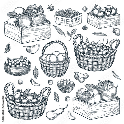 Baskets, wooden boxes, containers with berries and fruits on white background. Hand drawn sketch vector illustration